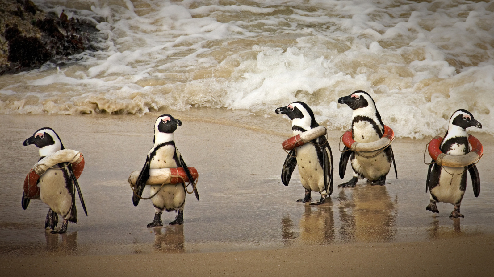 Screenshot №1 pro téma Funny Penguins Wearing Lifebuoys 1600x900