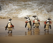 Обои Funny Penguins Wearing Lifebuoys 176x144