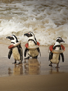 Обои Funny Penguins Wearing Lifebuoys 240x320