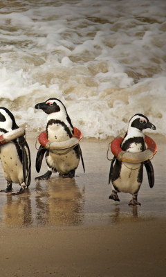Обои Funny Penguins Wearing Lifebuoys 240x400
