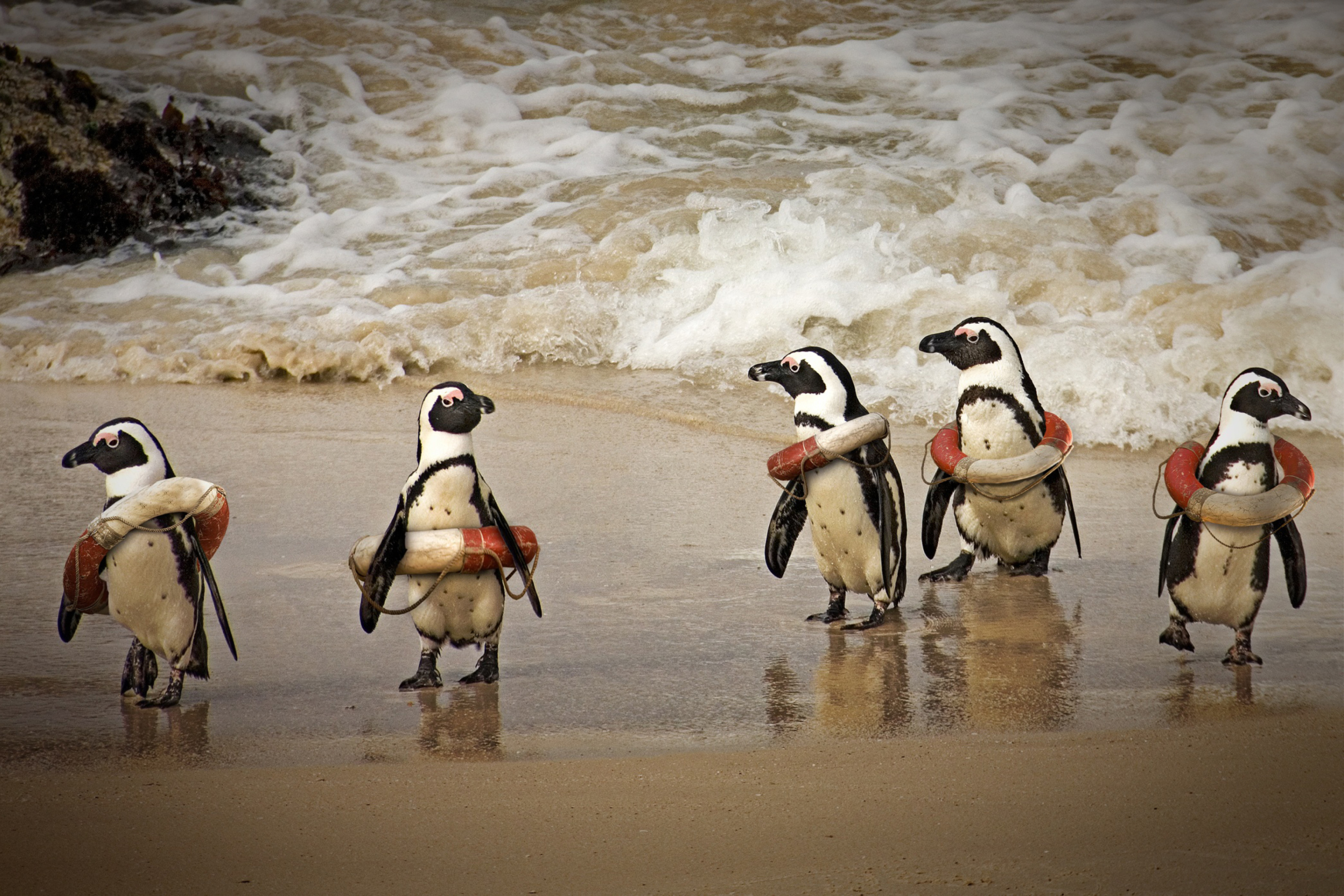 Sfondi Funny Penguins Wearing Lifebuoys 2880x1920
