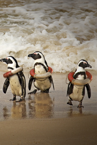 Обои Funny Penguins Wearing Lifebuoys 320x480