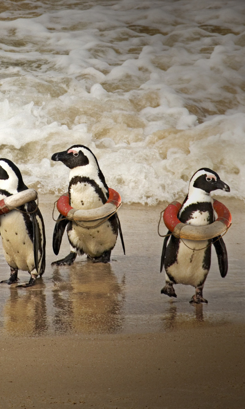 Das Funny Penguins Wearing Lifebuoys Wallpaper 480x800