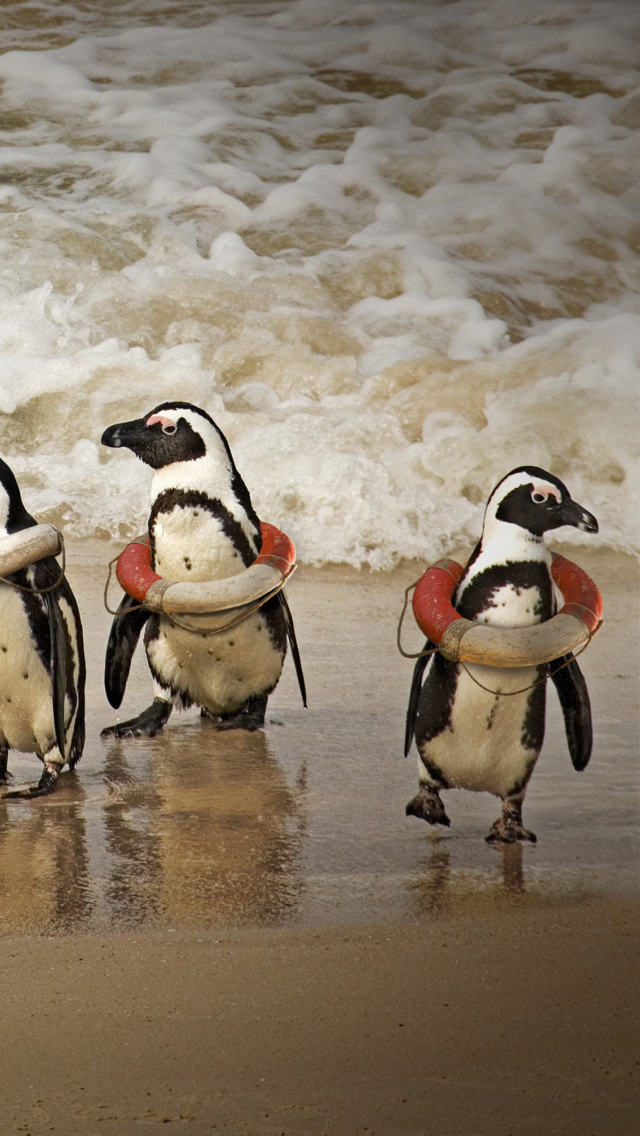 Обои Funny Penguins Wearing Lifebuoys 640x1136