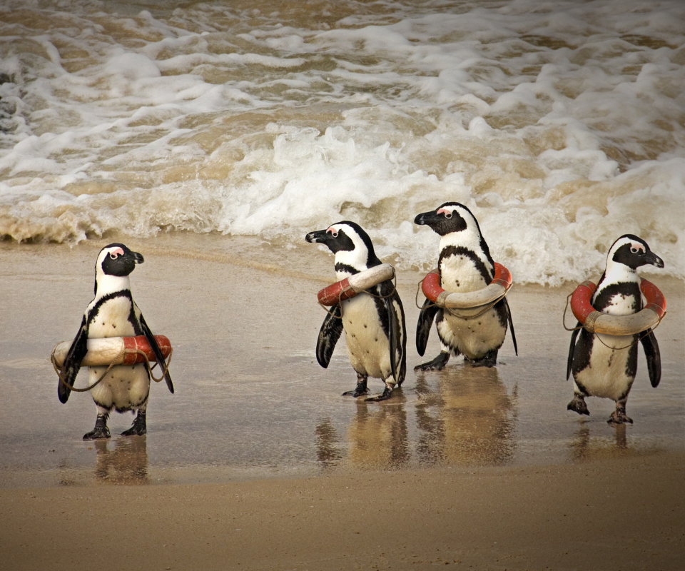Sfondi Funny Penguins Wearing Lifebuoys 960x800