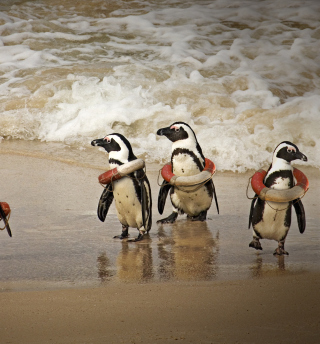 Kostenloses Funny Penguins Wearing Lifebuoys Wallpaper für iPad mini