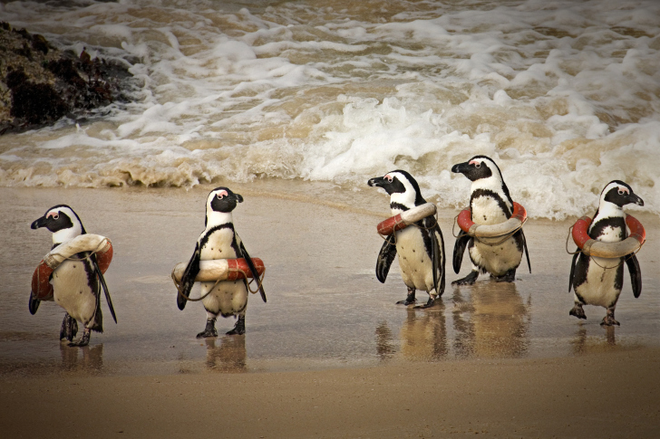 Обои Funny Penguins Wearing Lifebuoys