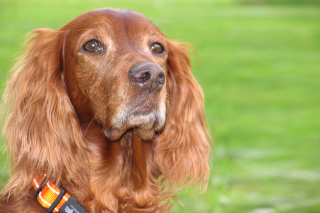 English Cocker Spaniel - Obrázkek zdarma pro 1440x1280