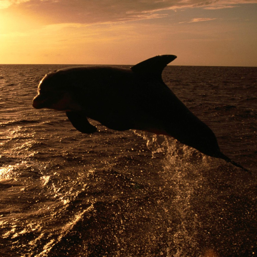 Обои Dolphin - Ocean Life 1024x1024