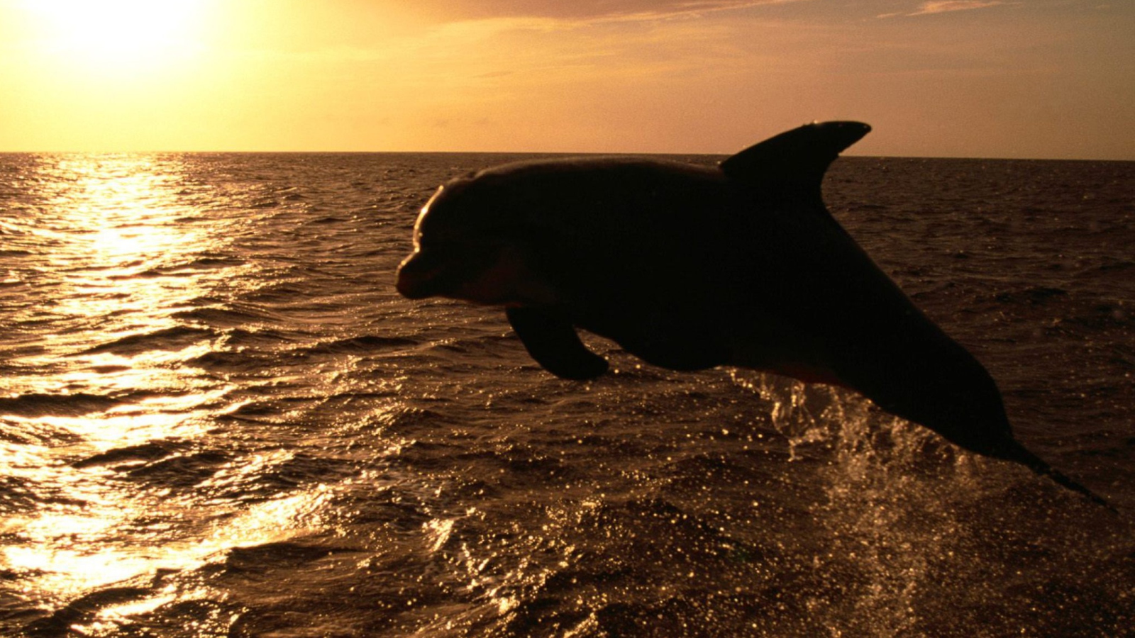 Das Dolphin - Ocean Life Wallpaper 1600x900