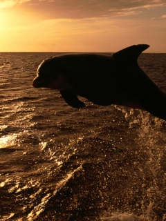 Das Dolphin - Ocean Life Wallpaper 240x320