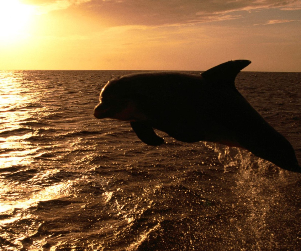 Das Dolphin - Ocean Life Wallpaper 960x800