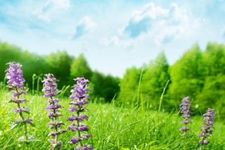 Free Meadow And Forest Picture for Android, iPhone and iPad