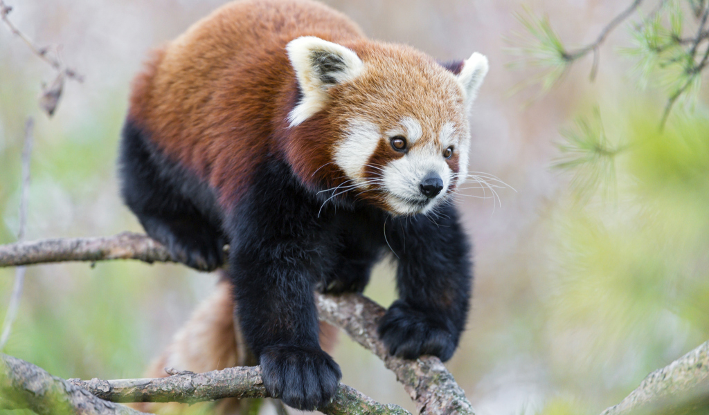 Das Cute Red Panda Wallpaper 1024x600