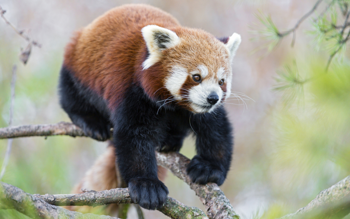 Screenshot №1 pro téma Cute Red Panda 1440x900