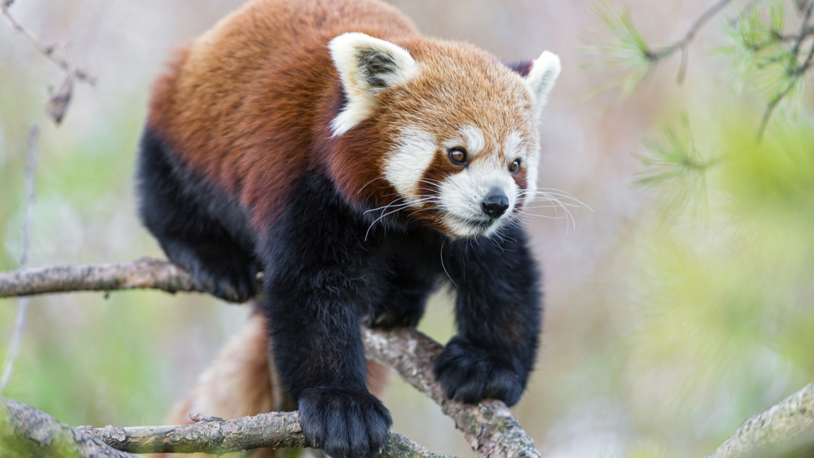 Обои Cute Red Panda 1600x900