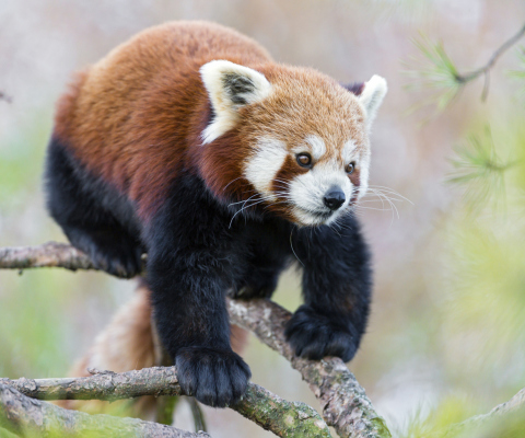 Cute Red Panda screenshot #1 480x400