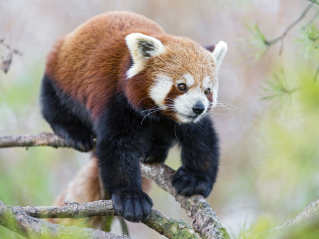 Das Cute Red Panda Wallpaper 640x480