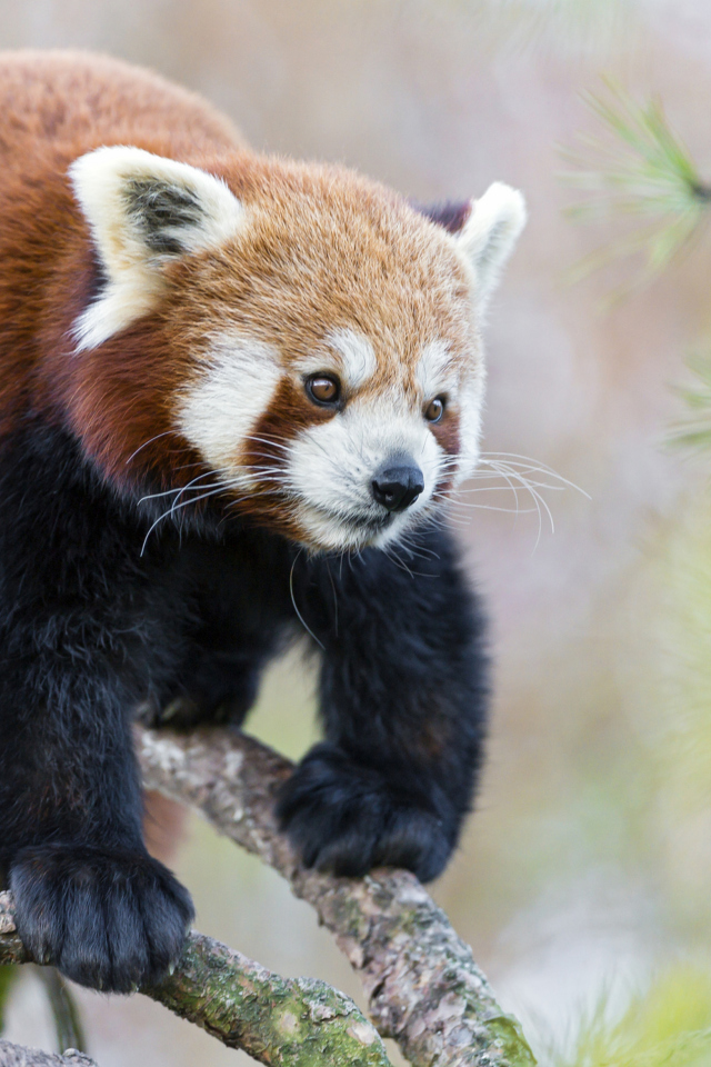 Das Cute Red Panda Wallpaper 640x960