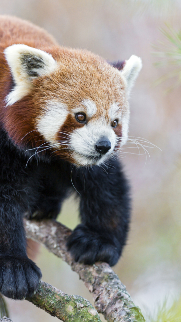 Обои Cute Red Panda 750x1334