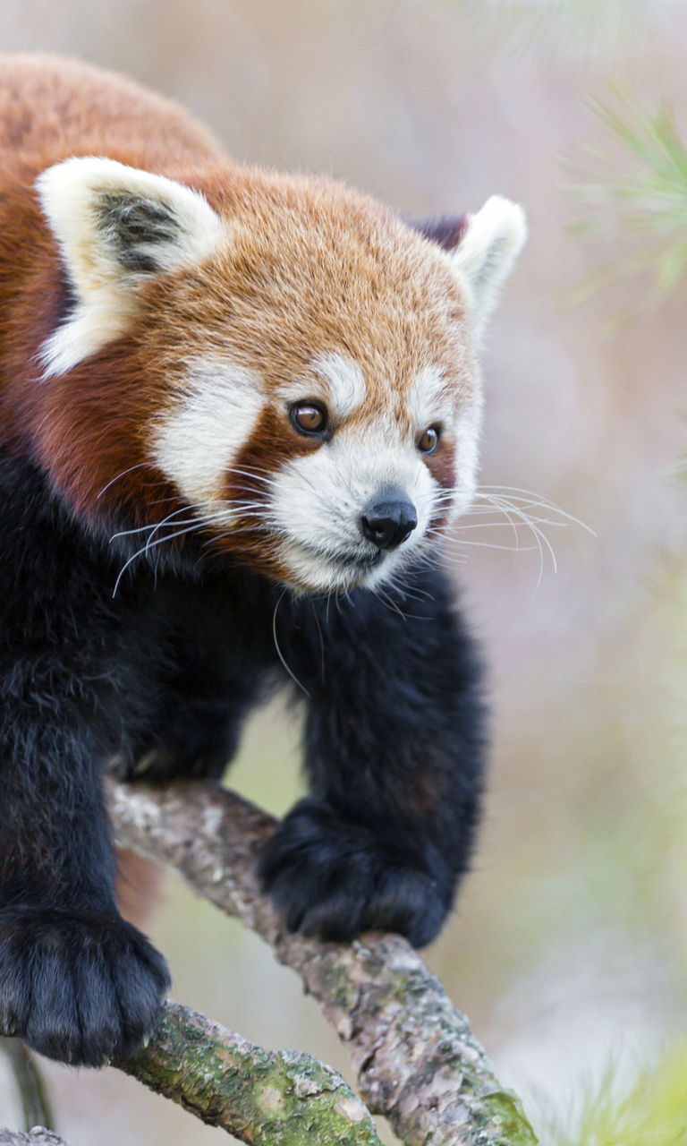 Sfondi Cute Red Panda 768x1280