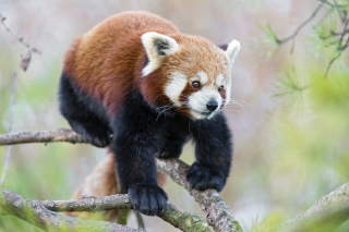 Cute Red Panda Picture for Android, iPhone and iPad