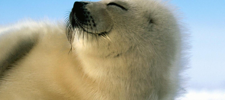 Cool Seal screenshot #1 720x320