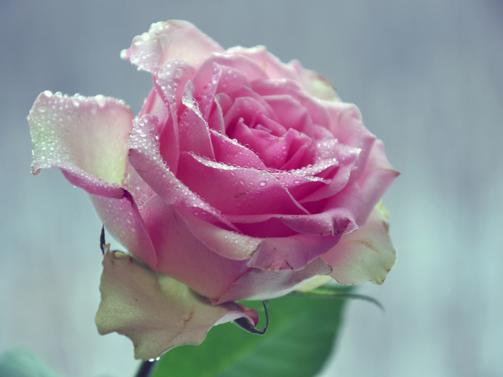 Screenshot №1 pro téma Beautiful Pink Rose 1024x768