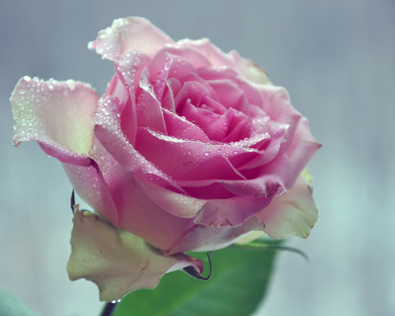 Beautiful Pink Rose screenshot #1 1280x1024
