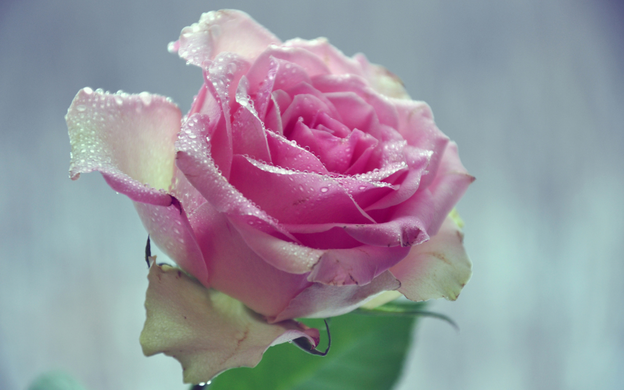 Screenshot №1 pro téma Beautiful Pink Rose 1280x800