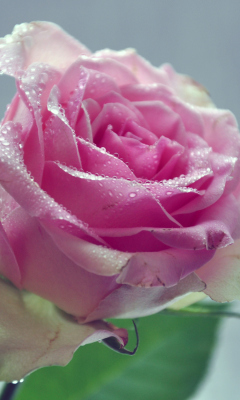 Обои Beautiful Pink Rose 240x400