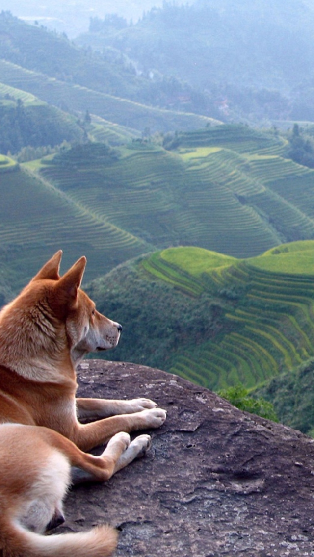 Das Dog Looking Down At Green Hills Wallpaper 640x1136
