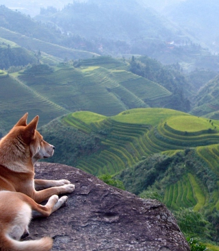 Dog Looking Down At Green Hills - Obrázkek zdarma pro Nokia Asha 311