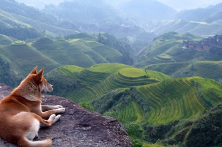 Dog Looking Down At Green Hills - Obrázkek zdarma pro Nokia Asha 200