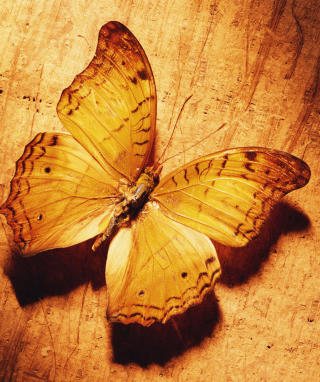 Glitter Gold Butterfly - Obrázkek zdarma pro 640x960