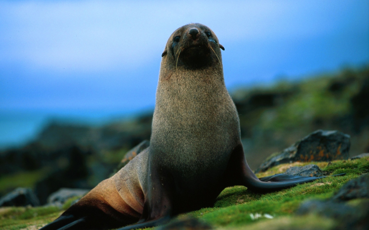 Das The Antarctic Fur Seal Wallpaper 1280x800