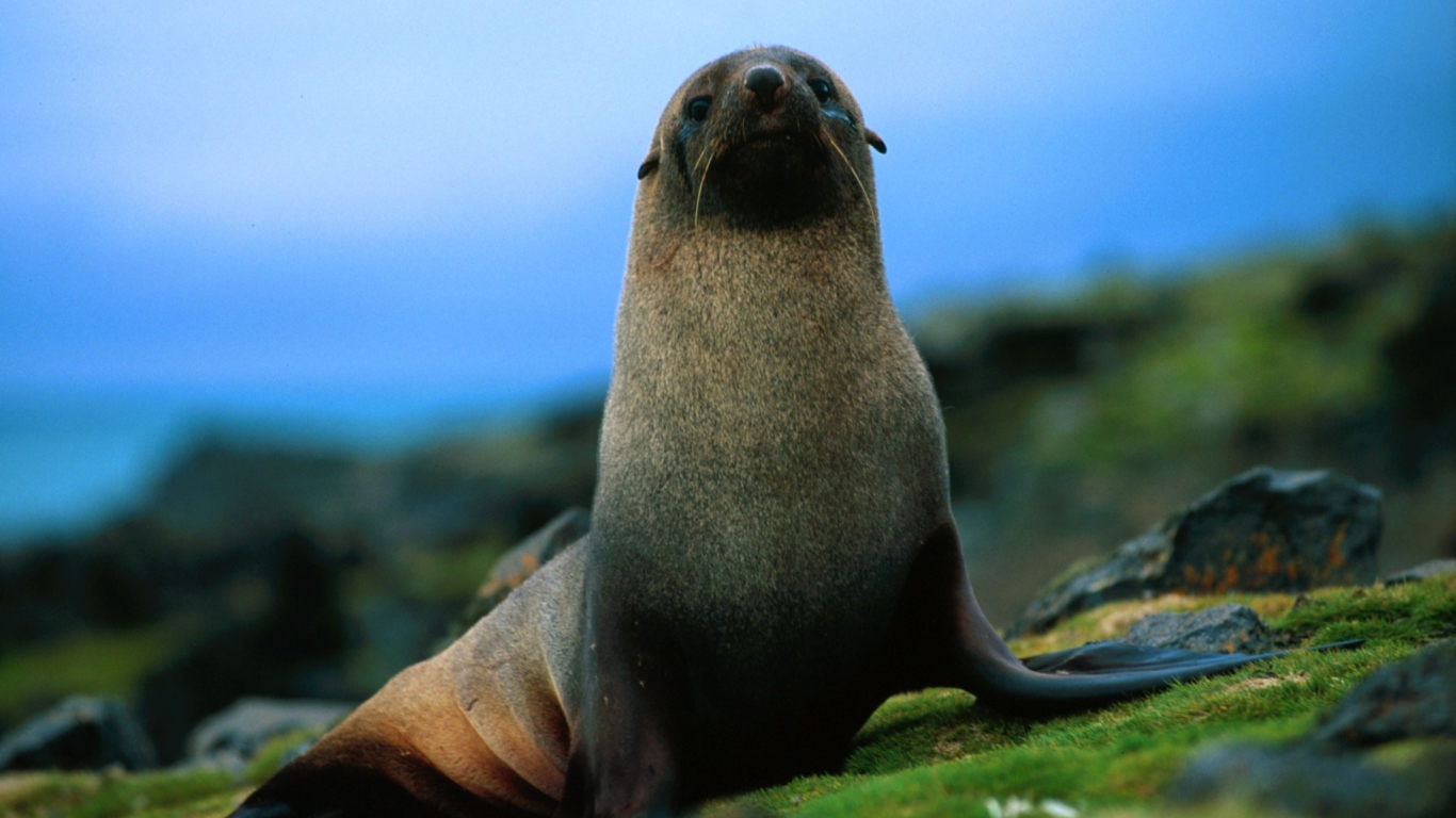 Screenshot №1 pro téma The Antarctic Fur Seal 1366x768