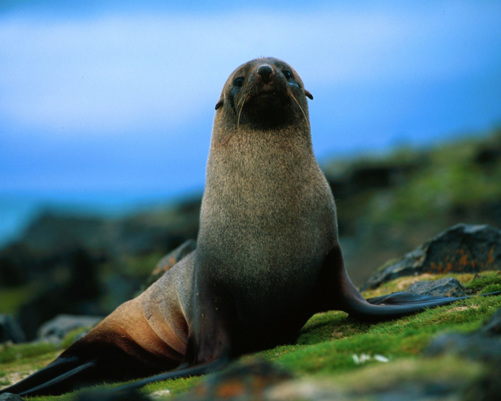 Screenshot №1 pro téma The Antarctic Fur Seal 1600x1280