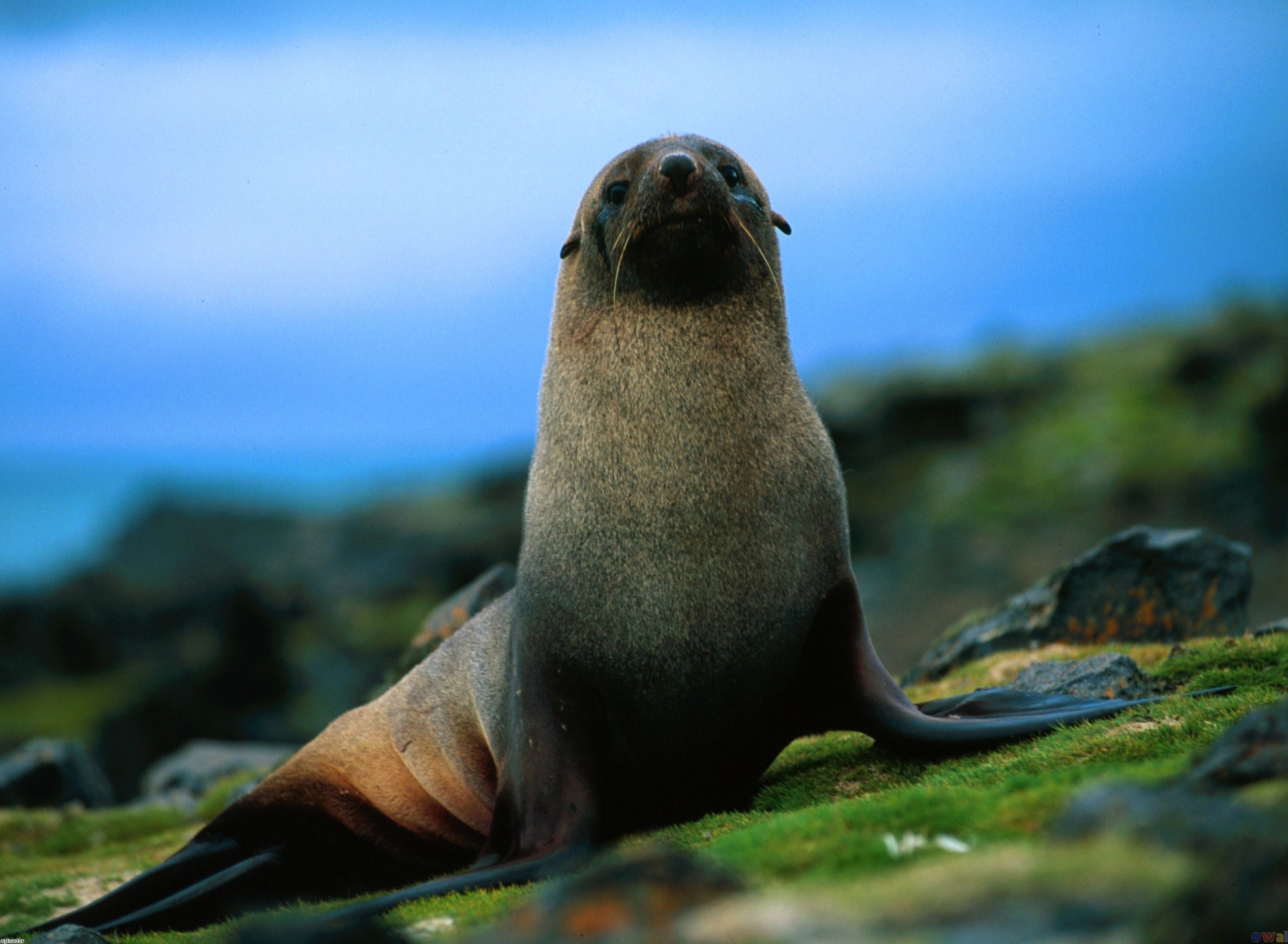 Fondo de pantalla The Antarctic Fur Seal 1920x1408