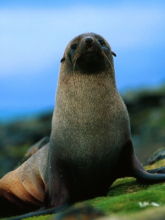 Fondo de pantalla The Antarctic Fur Seal 240x320