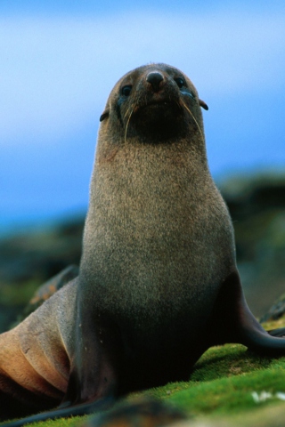 Sfondi The Antarctic Fur Seal 320x480