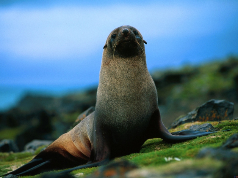 Das The Antarctic Fur Seal Wallpaper 800x600