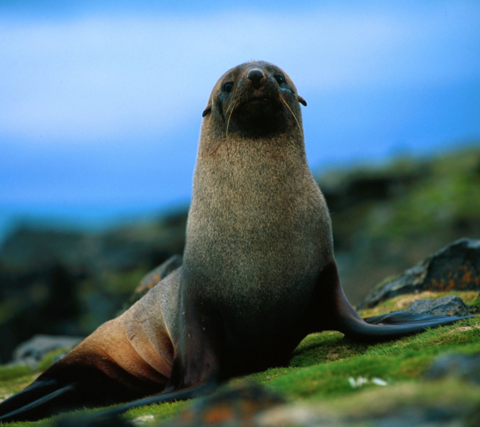 Das The Antarctic Fur Seal Wallpaper 960x854