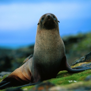 The Antarctic Fur Seal papel de parede para celular para iPad mini