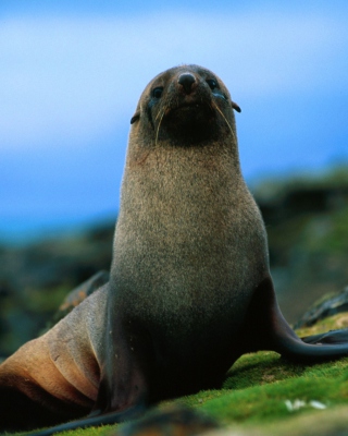 The Antarctic Fur Seal - Obrázkek zdarma pro 176x220