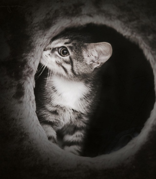 Black And White Kitten - Obrázkek zdarma pro 480x640