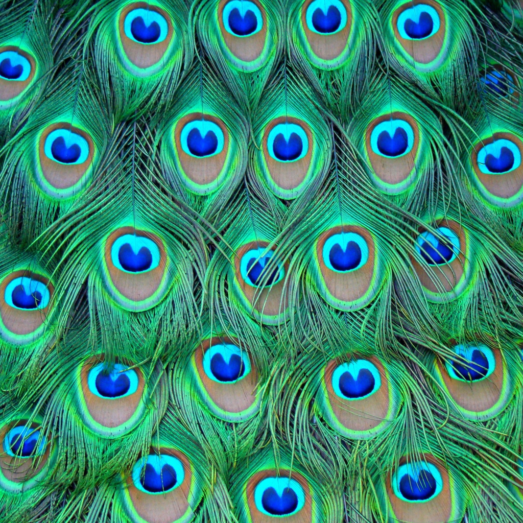Peacock Feathers wallpaper 1024x1024