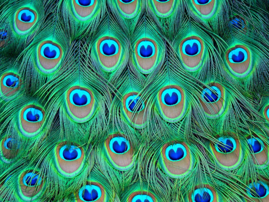 Das Peacock Feathers Wallpaper 1024x768