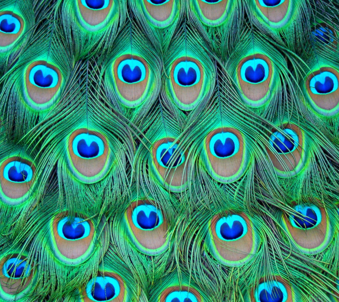 Обои Peacock Feathers 1080x960