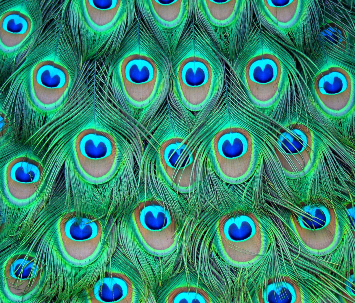 Screenshot №1 pro téma Peacock Feathers 1200x1024